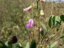 Image result for Tephrosia purpurea