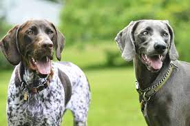 Gsp And Weim A Great Pair Of Personalities Dog Life Weimaraner Puppies
