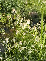 Image result for Rhynchospora rugosa