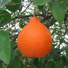 This tangelo (like other tangelo cultivars) is therefore 1/2 tangerine and 1/2 grapefruit. Pin On Planting