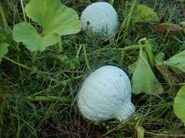 Image result for Cucurbita