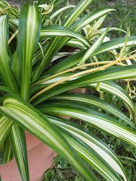 Image result for Chlorophytum stolzii
