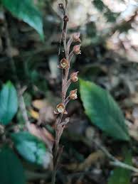 Image result for Goodyera afzelii