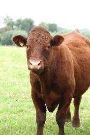 This Is My Devin Cow Named Penny She Was Mean As Snake She Would Literally Come Up From The Bottom Of The Pasture When S Cow Raising Cattle Livestock Farming