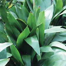 Image result for Aspidistra