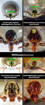 Tickencounter Resource Center Tick Identification Tick