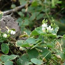 Image result for Neonotonia