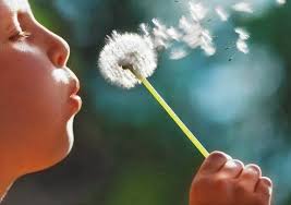 Maybe you would like to learn more about one of these? Menakjubkan 27 Gambar Bunga Dandelion Cantik Gambar Bunga Indah