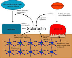 Image result for Sclerocroton