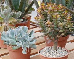 Questo però non impedisce ai parassiti di piante grasse di attaccarle e comprometterne la crescita. Piante Grasse E Piante Succulente Quali Sono Passione In Verde