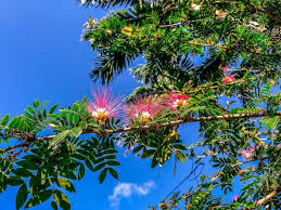 Image result for Malvaceae subfamily Bombacoideae