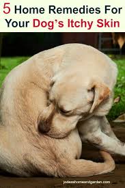 My Dog S And I Are Miserable With Their Itchy Skin I Found Some Home Remedies For Your Dog S Itchy Skin Tha Dog Remedies Dog Skin Remedies Itchy Dog Remedies