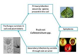 Maybe you would like to learn more about one of these? Ber Diseases Vikaspedia