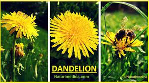 Dandelion The Key Herb For Liver Health Better Digestion And Beautiful Skin Naturimedica Dandelion Liver Health Dandelion Health Benefits