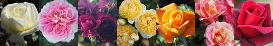 You can look at the address on the map. The Fragrant Rose Company Fragrant Standard Bush Roses