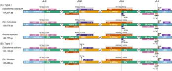 Image result for Elatostema welwitschii