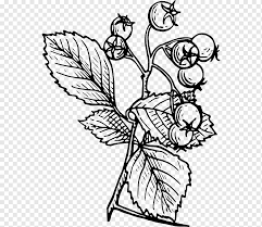 100+ vectors, stock photos & psd files. Hawthorn Drawing Tree Hawthorn Tree Hand Branch Monochrome Png Pngwing