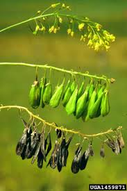 Image result for Tinnea vesiculosa