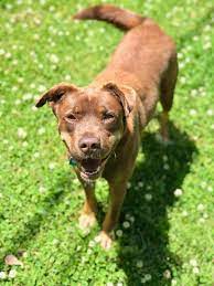 Adopt Essie On Petfinder Help Homeless Pets Rescue Dogs Homeless Pets