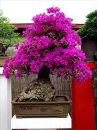 Our flowering trees start at just $10.99, or you can grab two for $17.99. 20 Inspiration Bonsai Flowering Trees For Sale Pink Wool