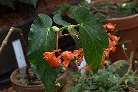 Image result for Begonia rumpiensis