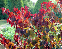 'forest pansy' is grown for its leaves that retain their deep purple color through most of the growing season. Eastern Redbud Forest Pansy Cercis Canadensis Forest Pansy Plants Flowers 99roots Com