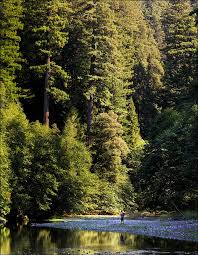 The redwood (sequoia sempervirens) was discovered in july 2006. Second Tallest Tree Coast Redwood Sequoia Sempervirens