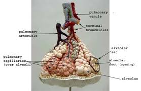 Click on label for the labeled model. Lung Anatomy Model Labeled Drone Fest