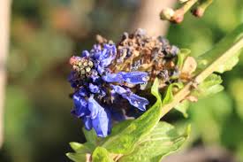 Image result for Pycnostachys reticulata