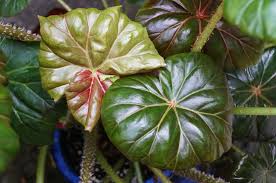 They require a bit more care than your average houseplant. Begonia Types And Care Garden Chronicle