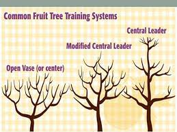 Leadership training course for team leaders. Training Of Fruit Plants A Presentation By Mr Allah Dad Khan Former Dg Agriculture Extension Kp Province Ppt Download