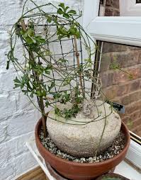 Image result for Kedrostis capensis