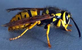 How to keep yellow jackets off your skin. Yellow Jacket Control Traps Bait Spray Repellent How To Kill Get Rid Of Yellow Jackets
