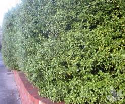 6ft faux boxwood hedge | 24 wood planter box. Selection Spacing Planting Tips To Help You Hedge Collections Speciality Trees