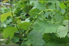 Maybe you would like to learn more about one of these? Weed Trees How To Identify And Get Rid Of Them Gardening Tips