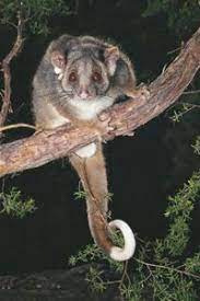 Ringtail Possum Australian Native Animals Australia Animals Australian Fauna