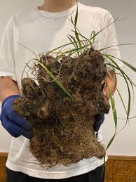 Image result for Xerophyta trichophylla