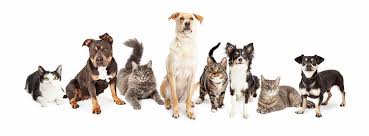 Find mobile pet vets near you. Mobile Pet Vet Cdmx Mexico City Home Facebook