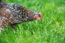 Mar 08, 2018 · 4. Speckled Sussex Egg Production Temperament And More The Happy Chicken Coop
