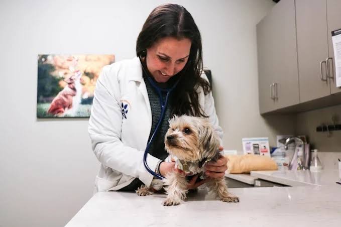 Wellness Exams: How Vets Catch Disease Early in Pets