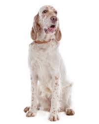 Setter puts you in control with tools, experts, and personalized plans to get your home on autopilot. Englischer Setter Breed Dog Breed Information Pictures