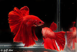 On 5 february 2019, thailand's council of ministers confirmed betta fish as. Beautiful Betta Gorgeous Guppies Home Facebook