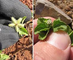 Image result for Acanthospermum australe