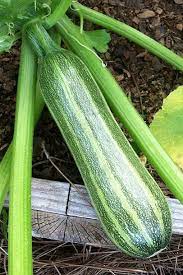 Plantings later in the season typically grow even faster than a spring planting. Zucchini Planting And Growing Tips When To Pick Zucchini Hgtv