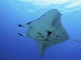 Manta Ray Kona Coast Hawaii Manta Ray Aquatic Animals Marine Animals