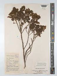Image result for Kotschya recurvifolia