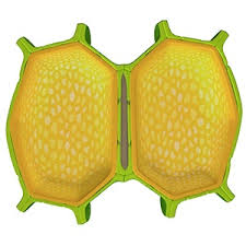 We did not find results for: What Is The Cell Wall Made Of How Do You Break It Down