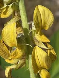Image result for Crotalaria parvula