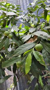 Image result for Rawsonia lucida