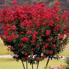 Image result for Lagerstroemia indica
